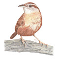 Carolina Wren