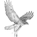 Red Tailed Hawk in Flight
